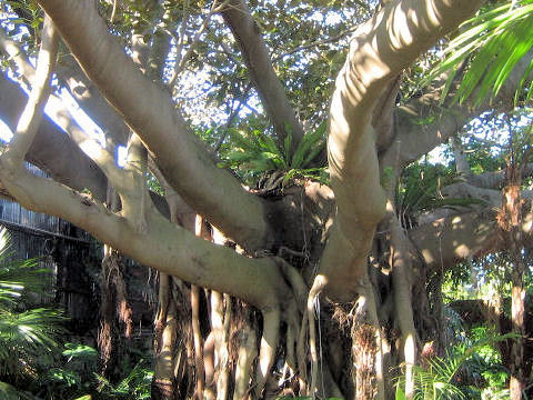 Ficus macrophylla