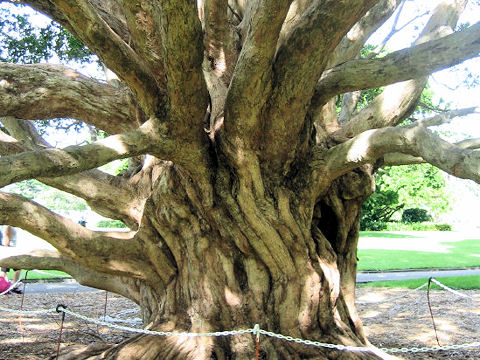 Ficus macrophylla