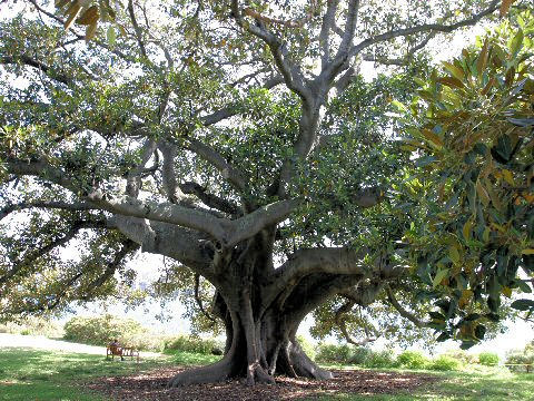 Ficus macrophylla