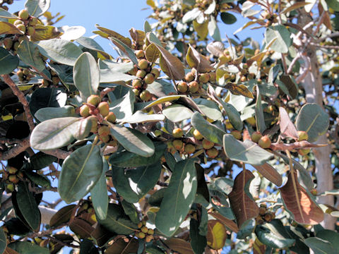 Ficus macrophylla