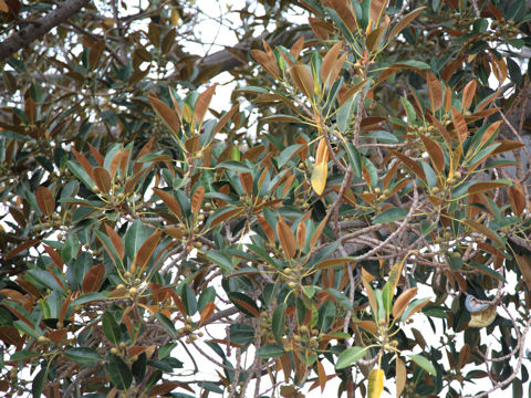 Ficus macrophylla