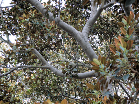 Ficus macrophylla