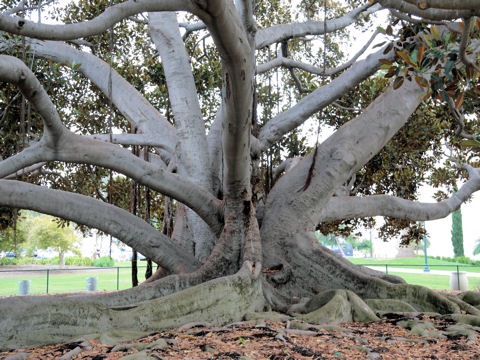 Ficus macrophylla