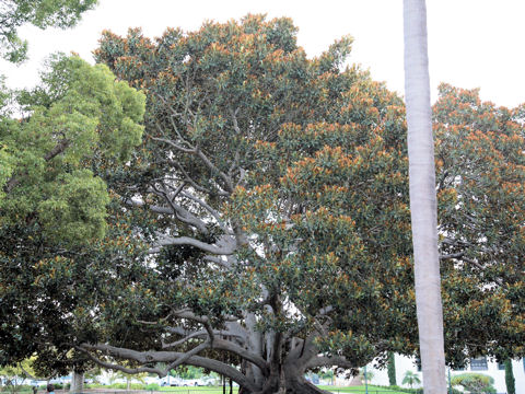 Ficus macrophylla