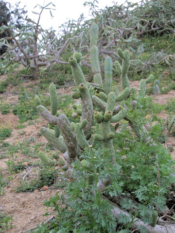 Austrocylindropuntia cylindrica