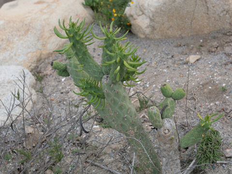 Austrocylindropuntia cylindrica