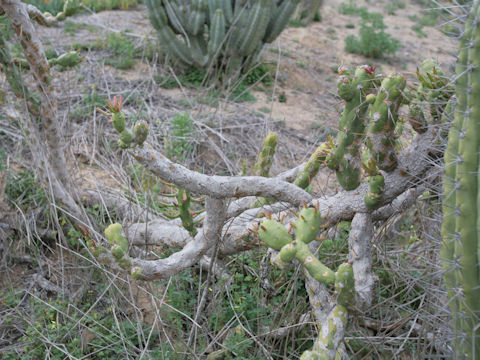 Austrocylindropuntia cylindrica