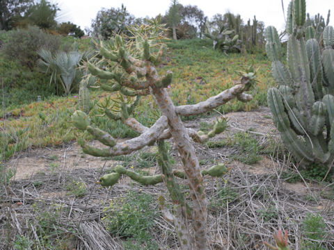 Austrocylindropuntia cylindrica