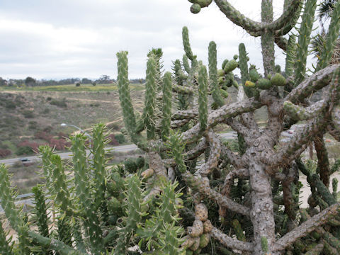 Austrocylindropuntia cylindrica