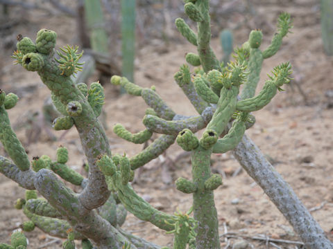 Austrocylindropuntia cylindrica