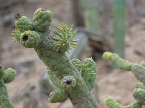 Austrocylindropuntia cylindrica