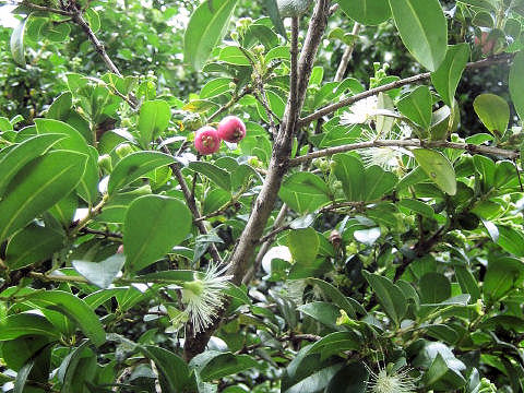 Syzygium australe