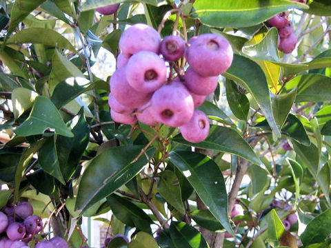 Syzygium australe