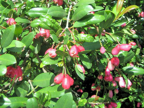 Syzygium australe