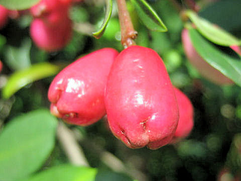 Syzygium australe