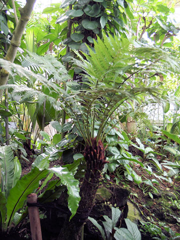 Cyathea australis