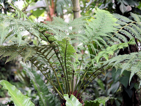 Cyathea australis