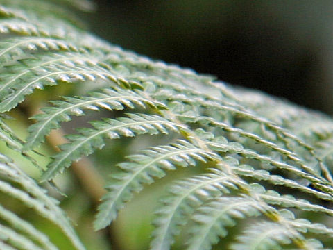 Cyathea australis