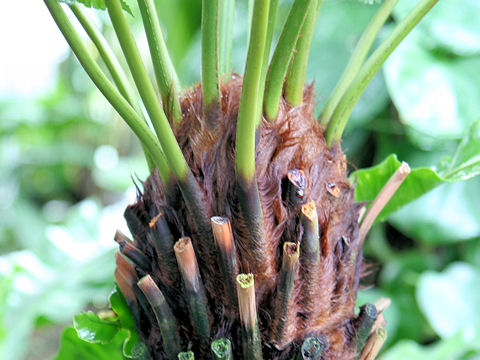 Cyathea australis