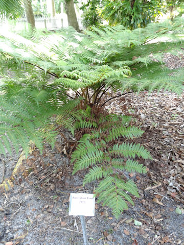 Cyathea australis