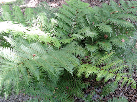 Cyathea australis