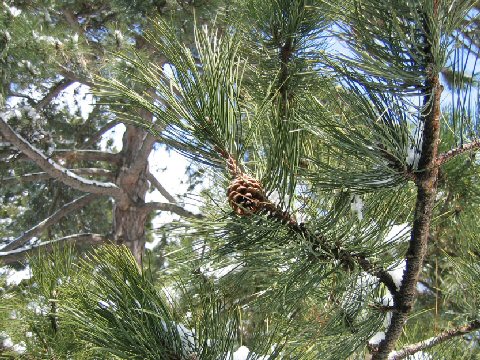 Pinus nigra