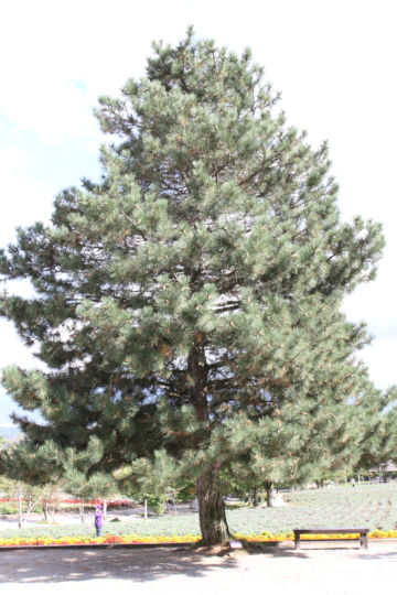 Pinus nigra