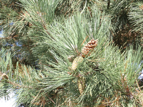 Pinus nigra