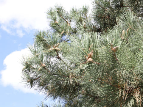 Pinus nigra