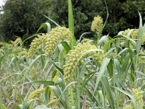 Setaria italica