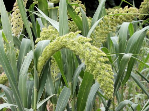 Setaria italica