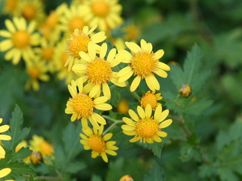 Chrysanthemum boreale