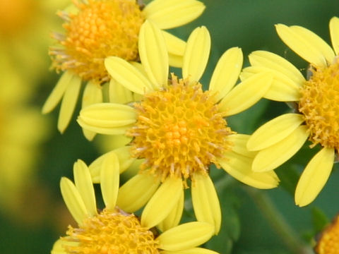 Chrysanthemum boreale