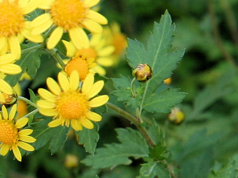 Chrysanthemum boreale