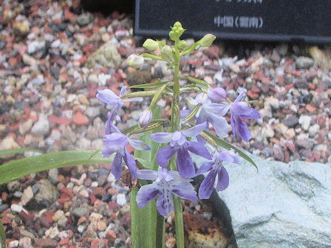 Orchis graminifolia var. suzukiana