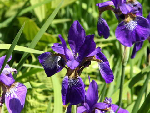 Iris sanguinea