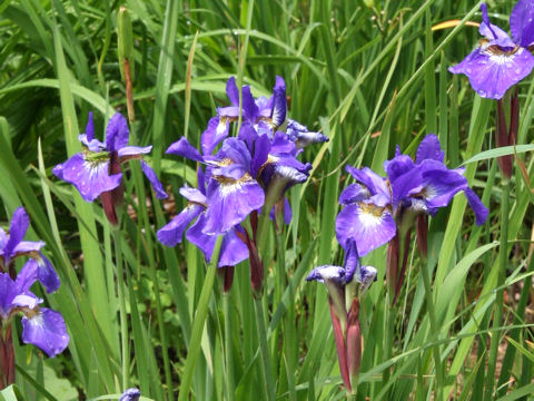 Iris sanguinea