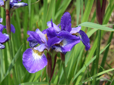 Iris sanguinea