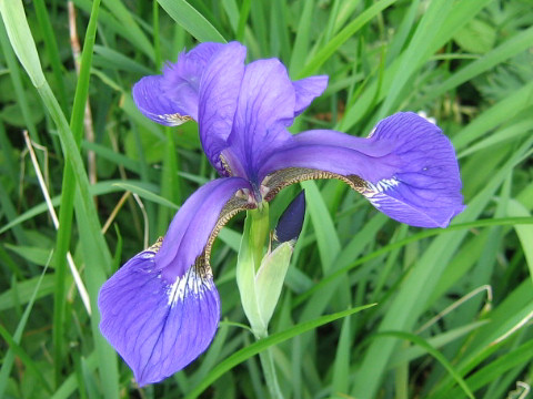 Iris sanguinea