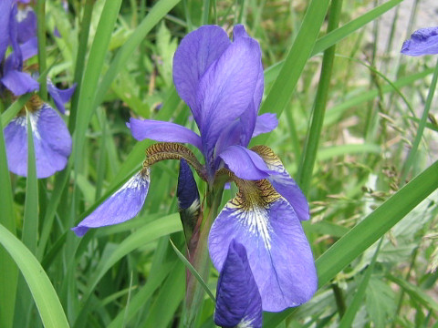 Iris sanguinea