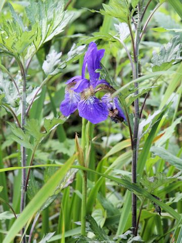 Iris sanguinea