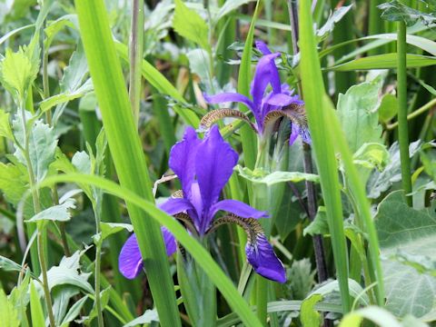 Iris sanguinea