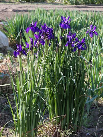 Iris sanguinea