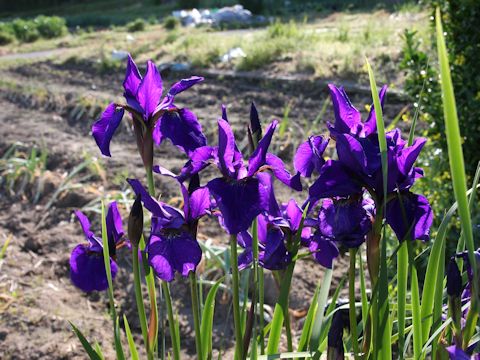 Iris sanguinea