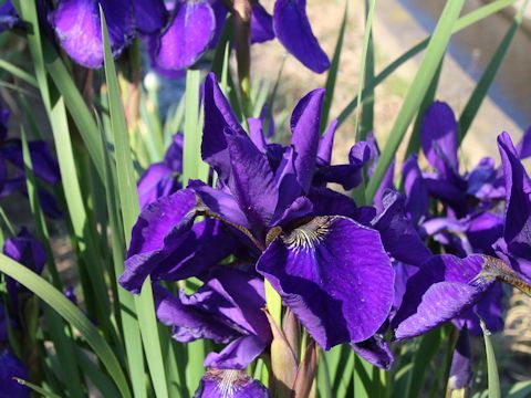 Iris sanguinea