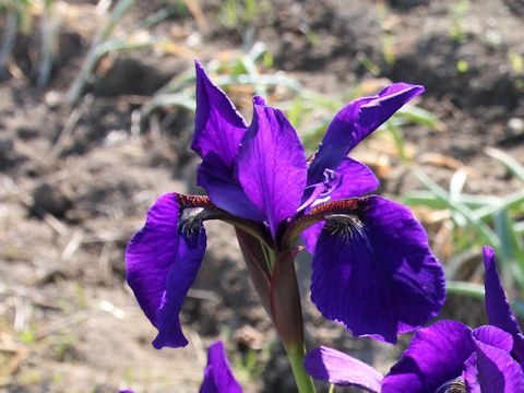 Iris sanguinea