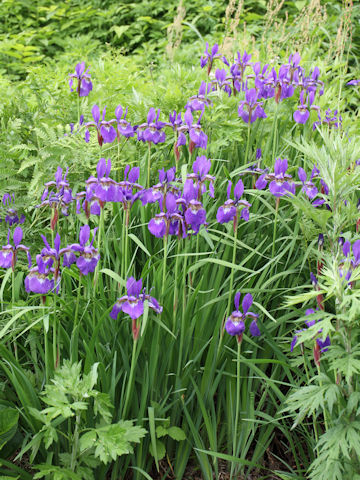 Iris sanguinea