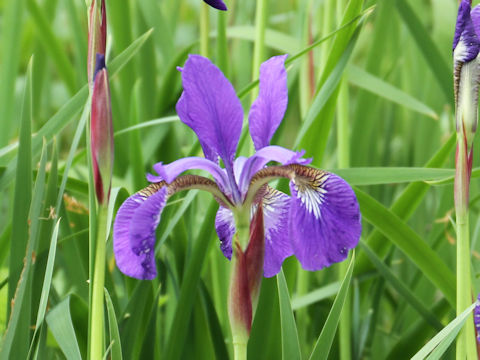 Iris sanguinea