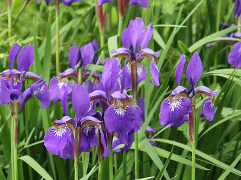 Iris sanguinea