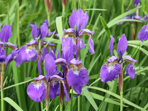 Iris sanguinea